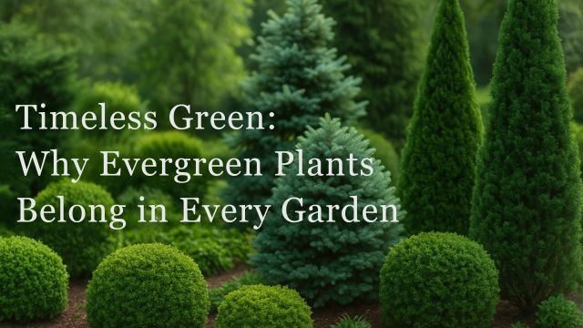 Evergreen Plants